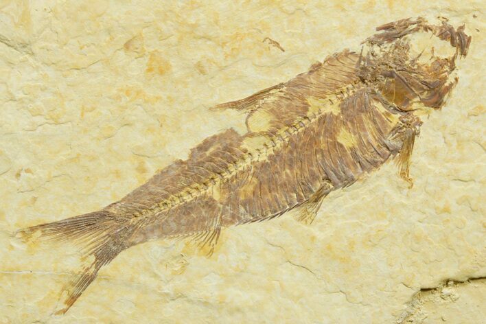 Bargain, Detailed Fossil Fish (Knightia) - Wyoming #363863